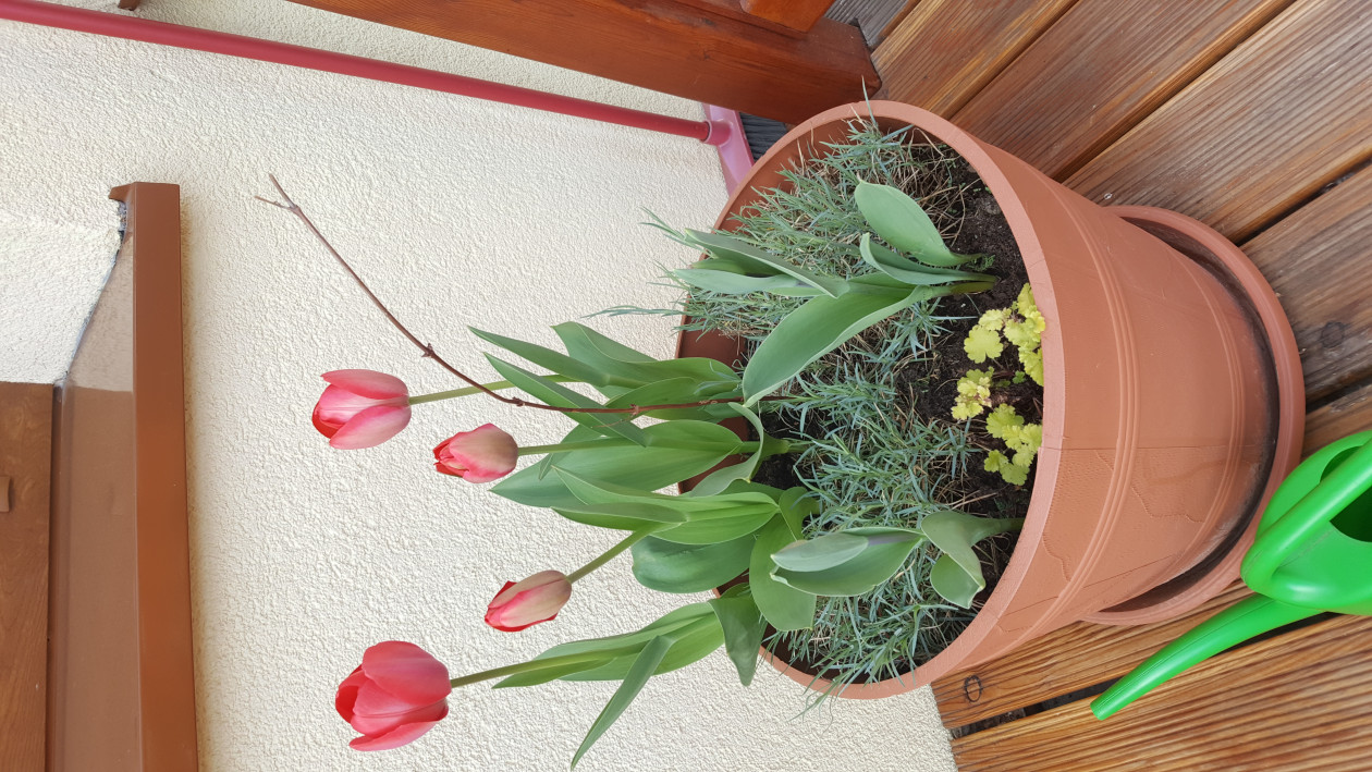 Tulipany, goździki i młody milin na tarasie