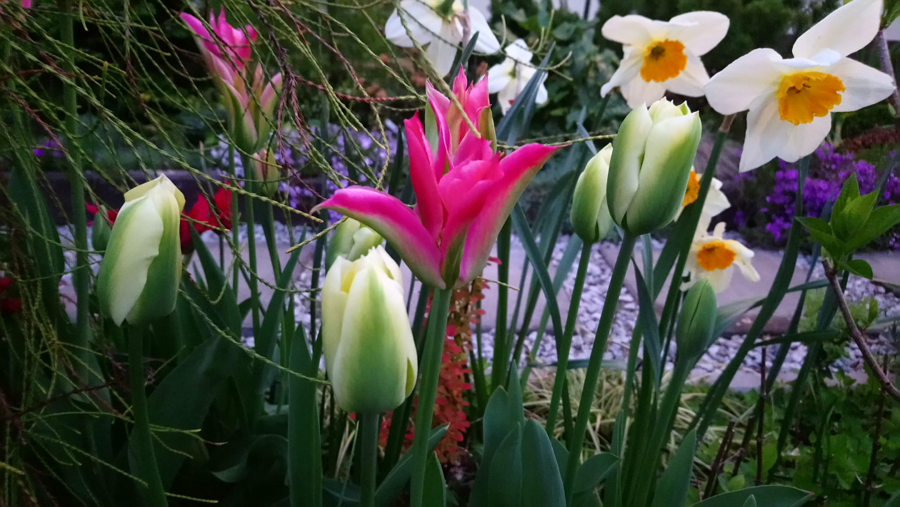 tulipany i nie tylko