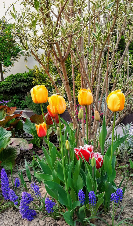 tulipany i szafirki