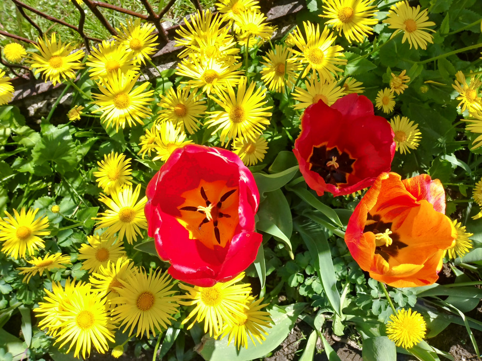Tulipany