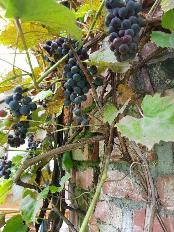 Wino będzie