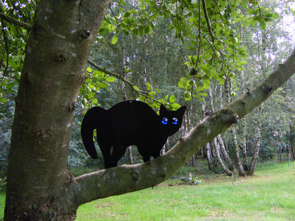 Kot na jabłonce pilnujący wejścia do brzozowego lasku