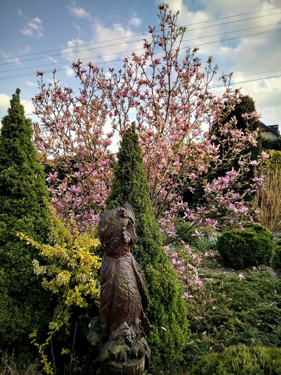 Królowa wiosennego ogrodu