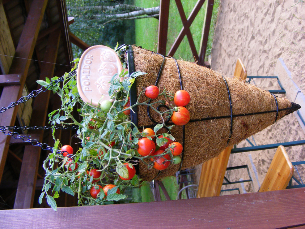 Pomidorek „Maskotka”