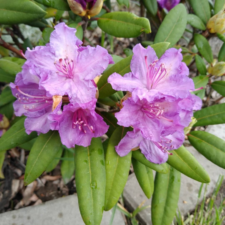 Rododendron