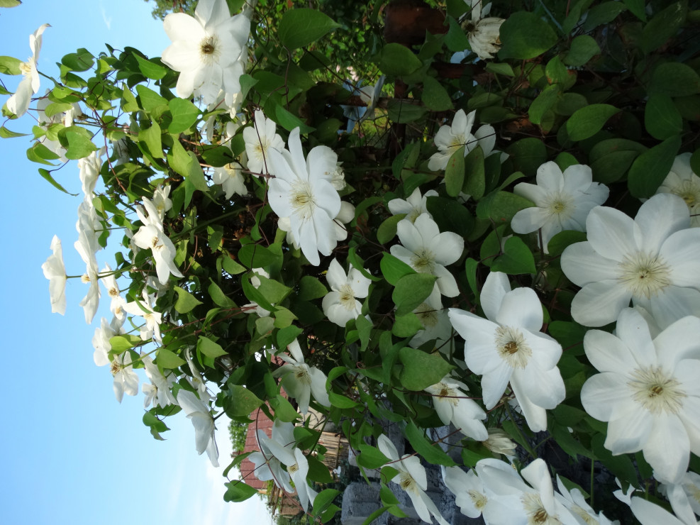 clematis