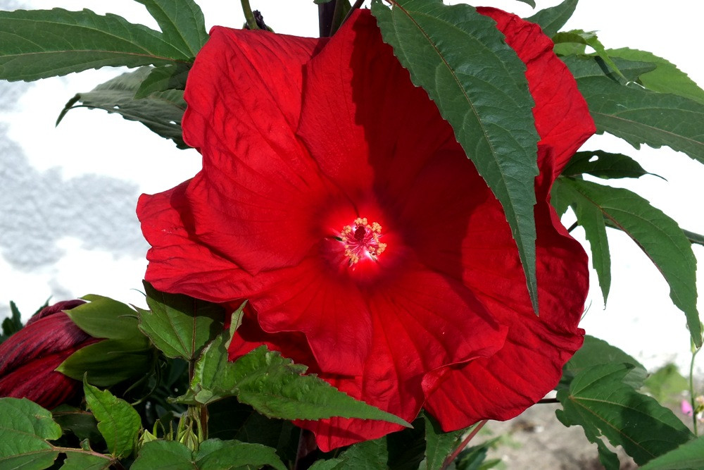 Hibiskus bagienny