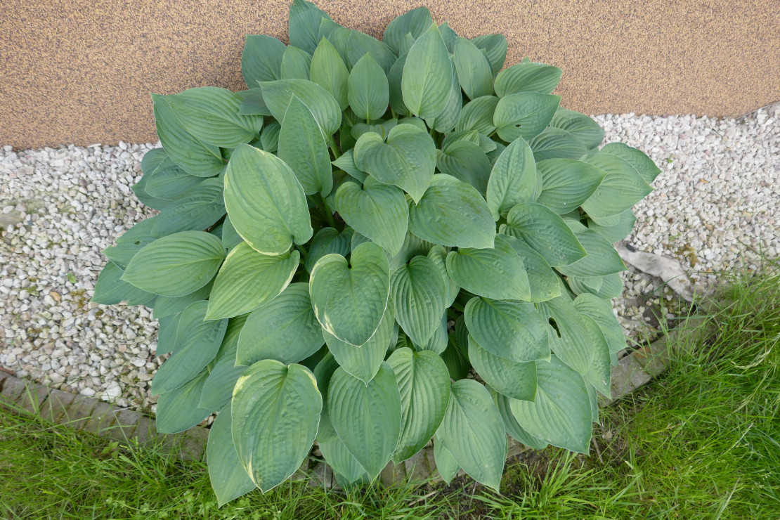 Hosta