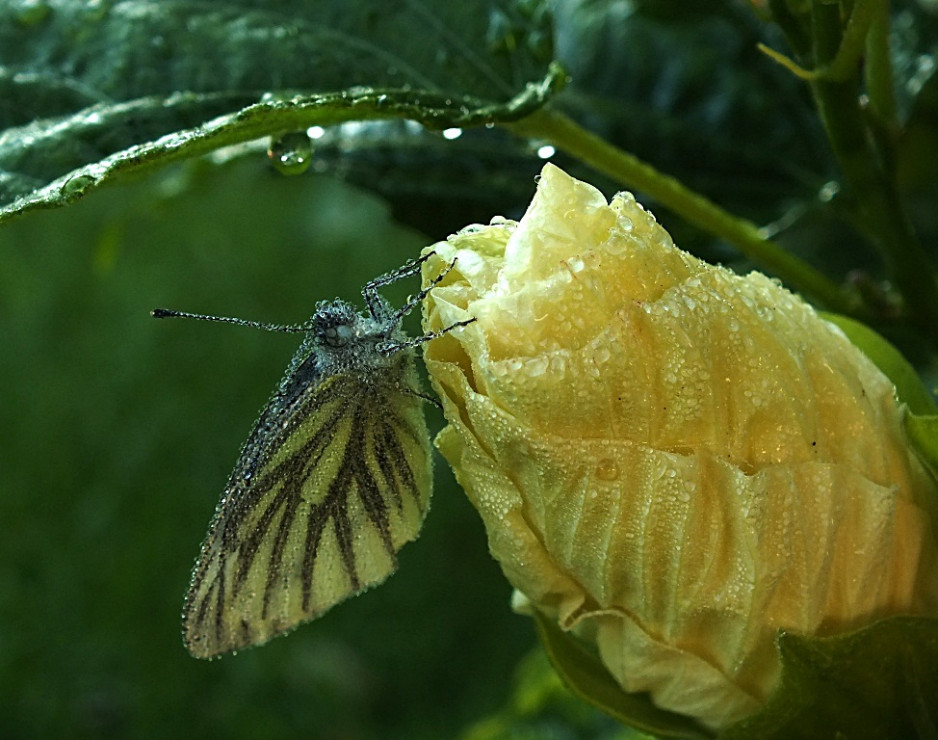 Pąk Hibiskusa .