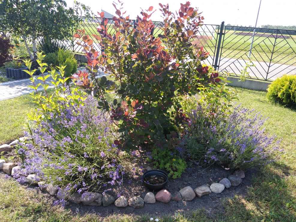 Perukowiec w otoczeniu lawendy