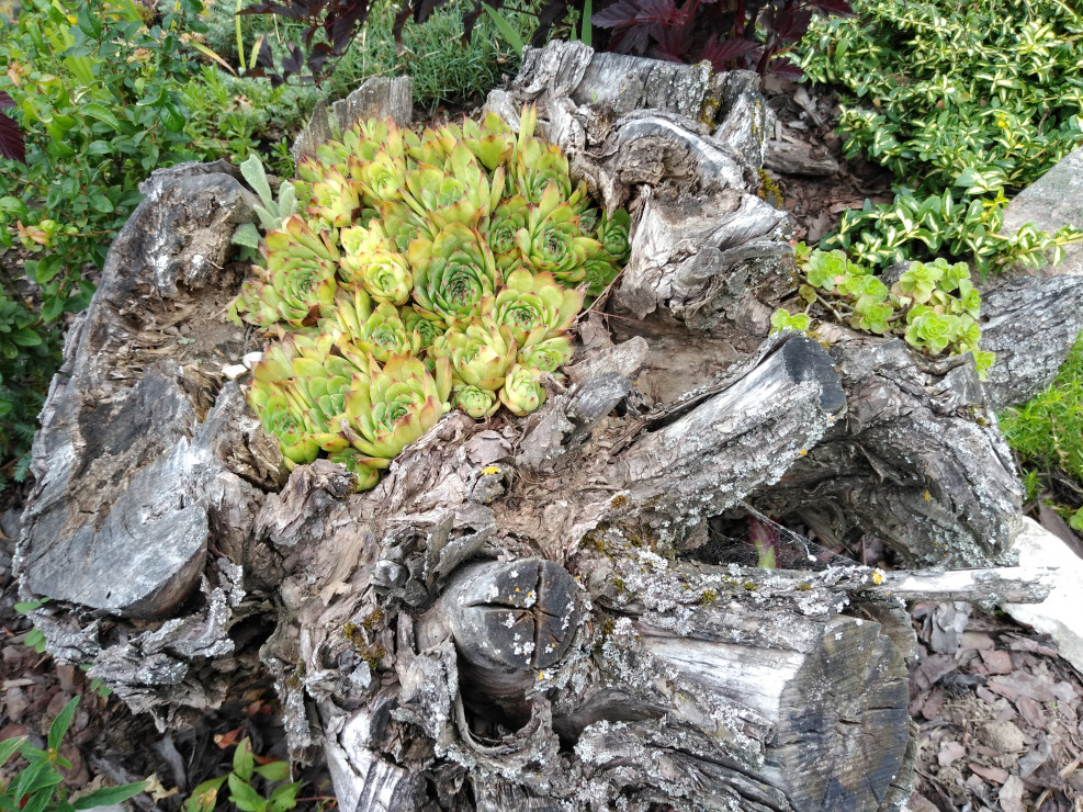 Rojniki w korzeniach