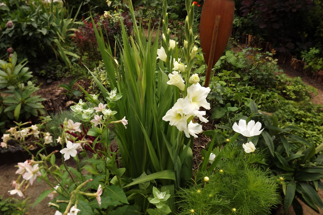 Białe gladiole