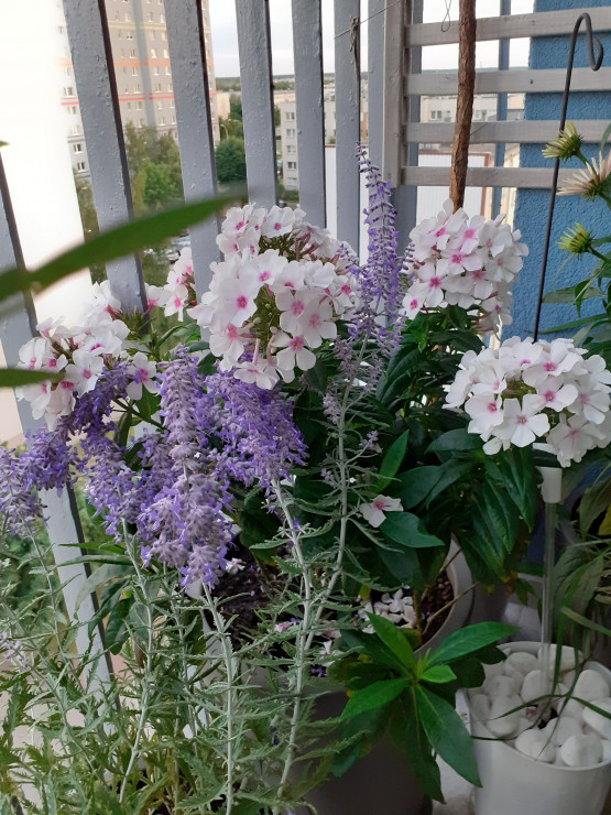 Floksy i perowskia