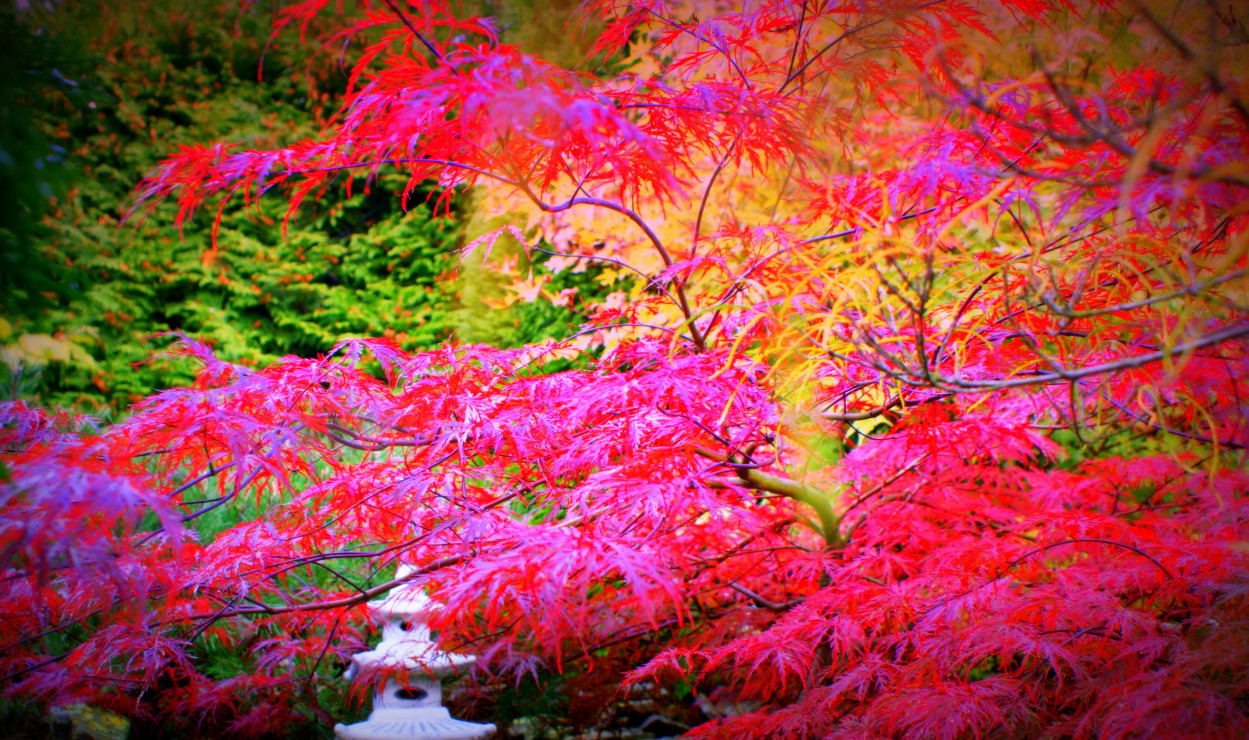 Klon palmowy jesienią