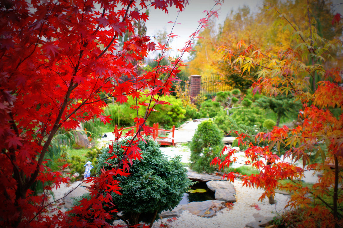 Widok na stronę północną ogrodu