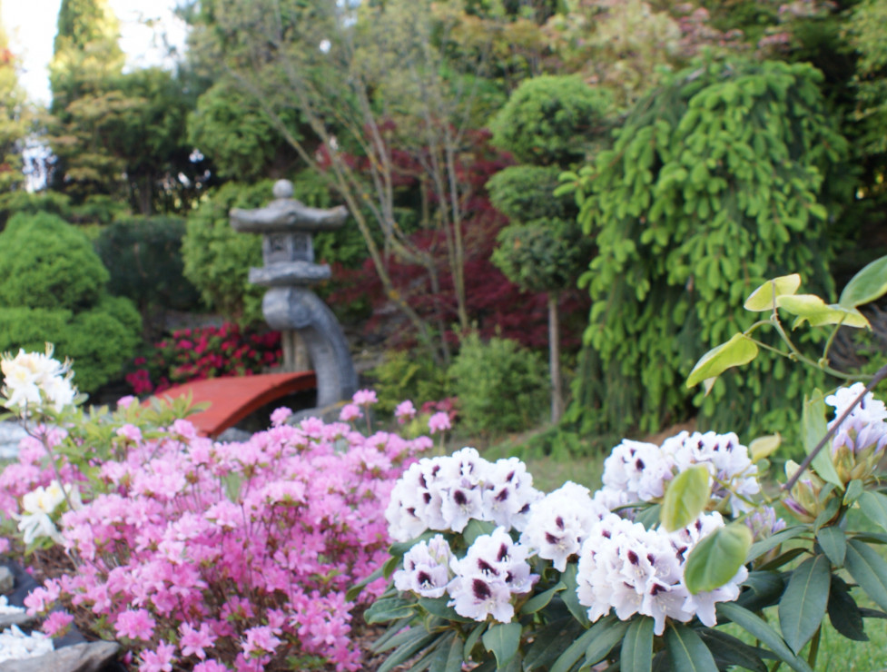 Azalie i rodondendrony