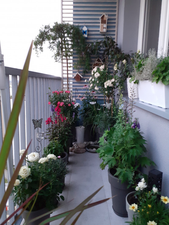 Balkonowy Ogród