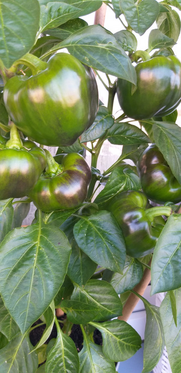 Papryka
