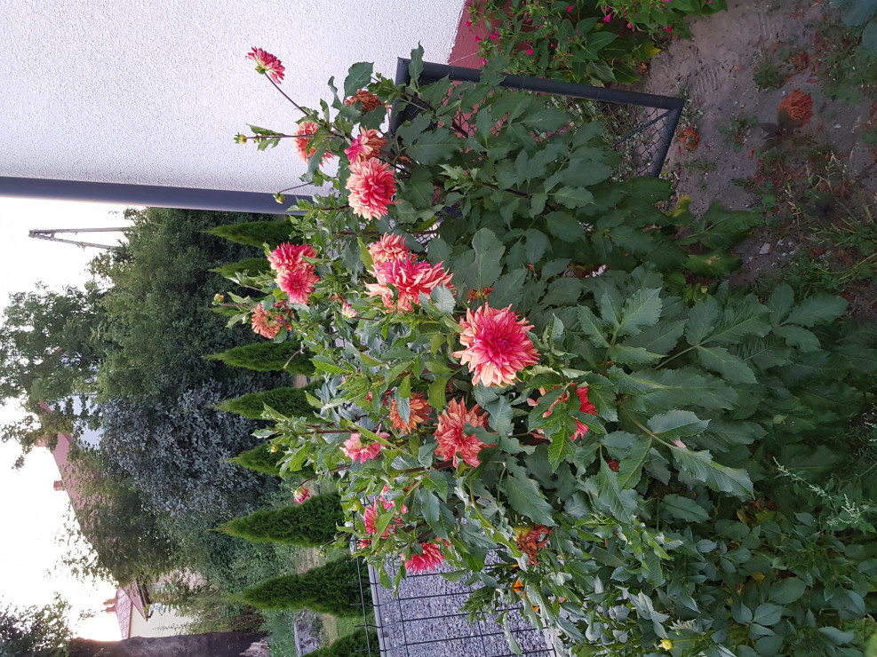 Kwiaty w ogrodzie2