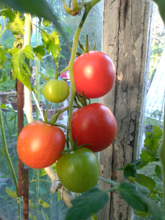 Dojrzewające pomidory w szklarni