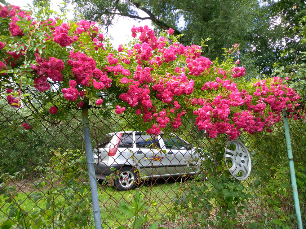 Nasze auto za bujnymi różami pnącymi