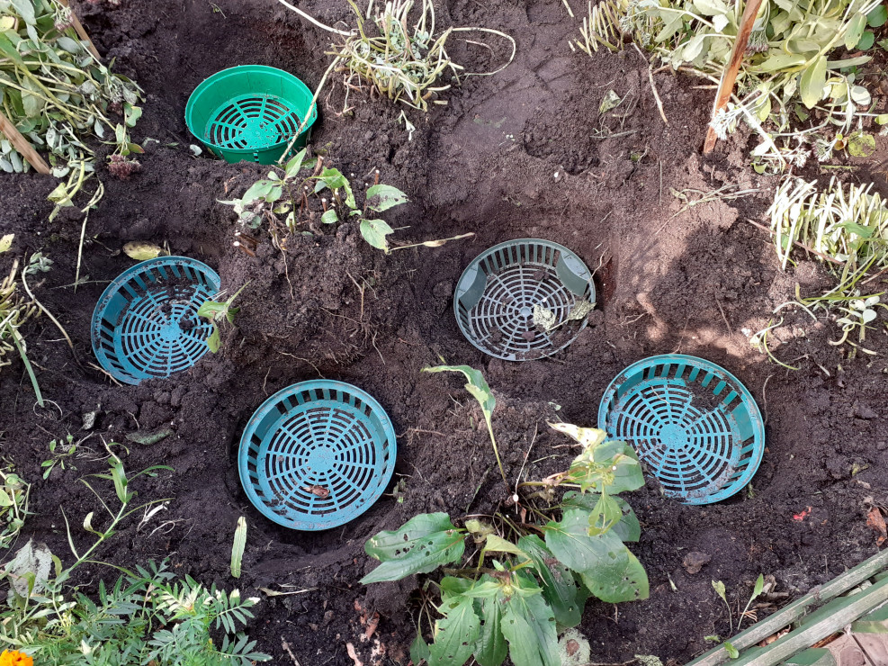 Koszyczki do tulipanów