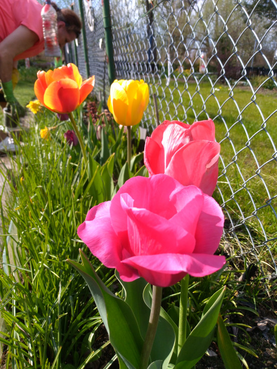 Moje ulubione tulipany - mam mnóstwo odmian