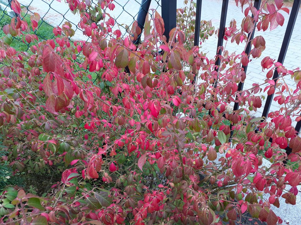 Trzmielina oskrzydlona