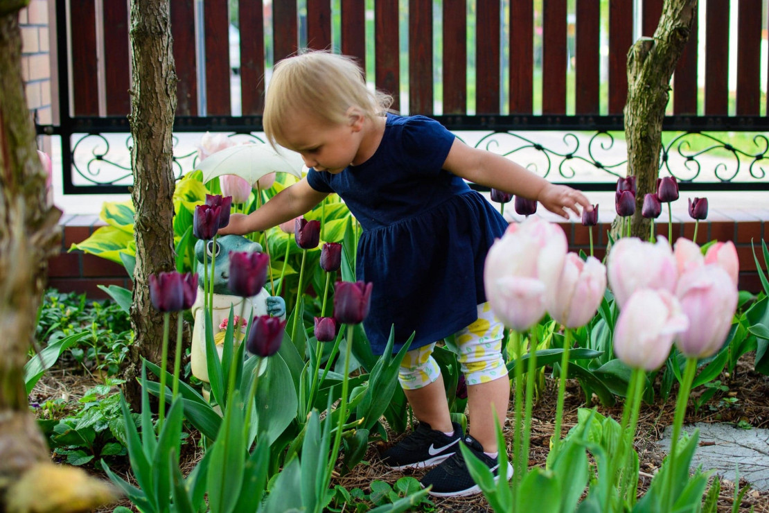 ukochane tulipany mojej wnusi