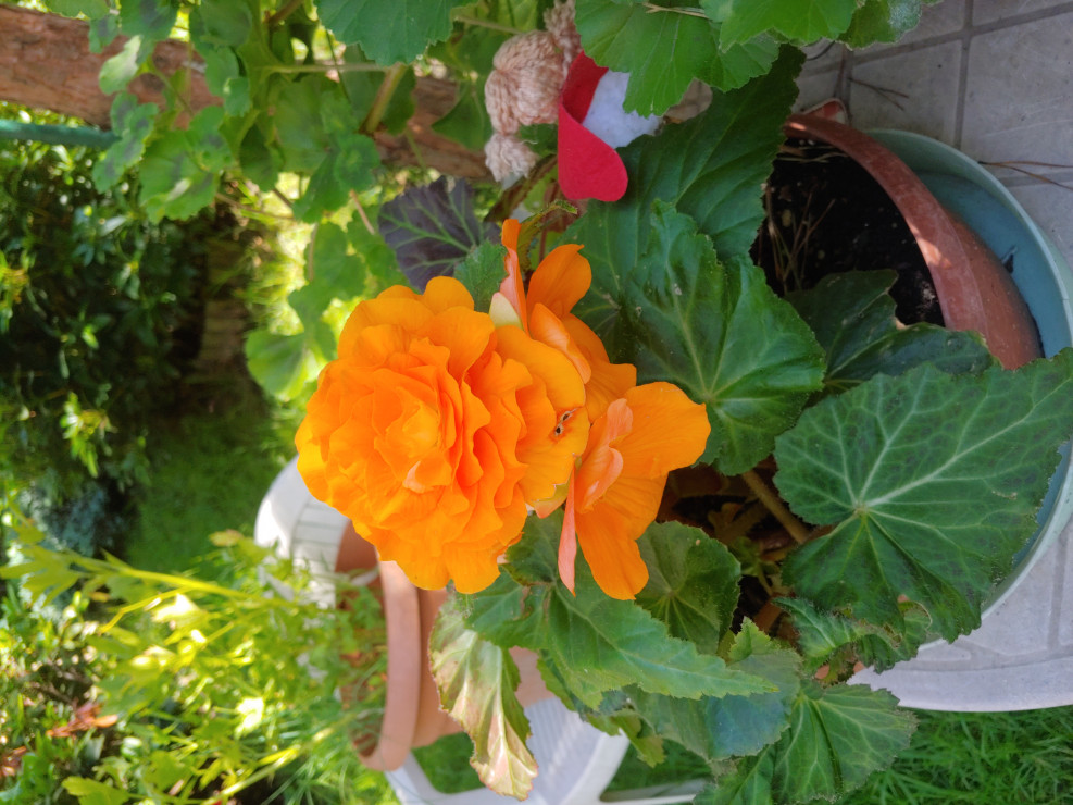 Begonia