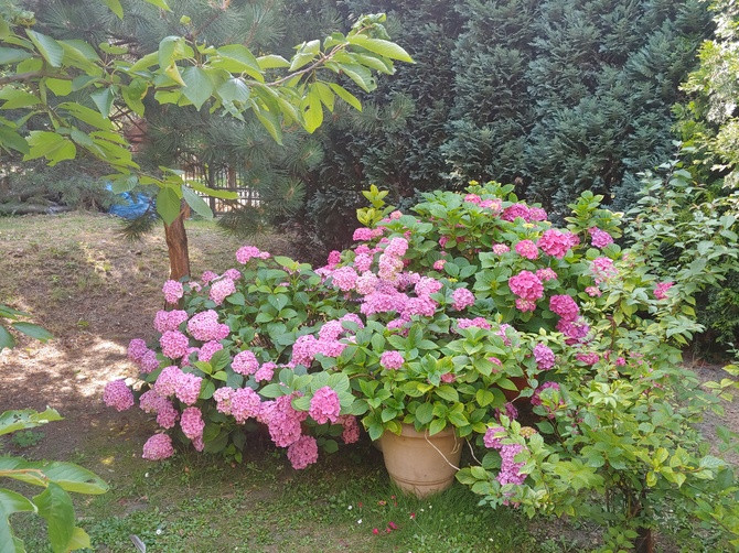 Hortensje