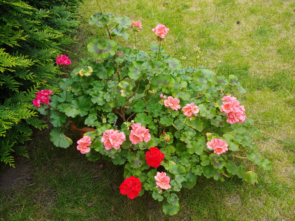 Pelargonie