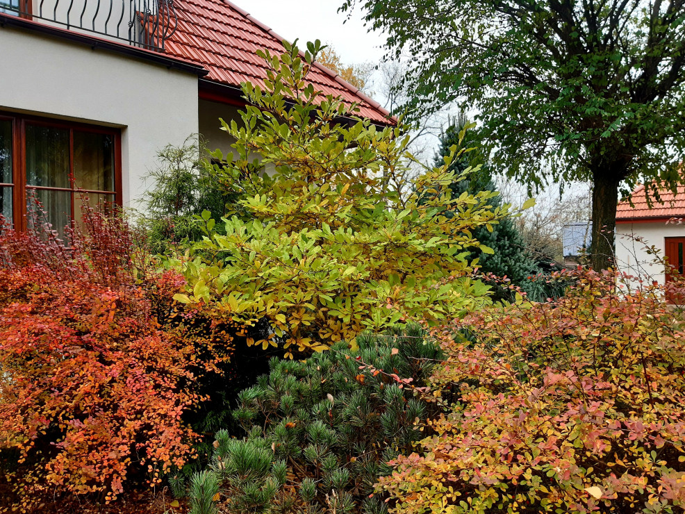 Płomienne berberysy i magnolia