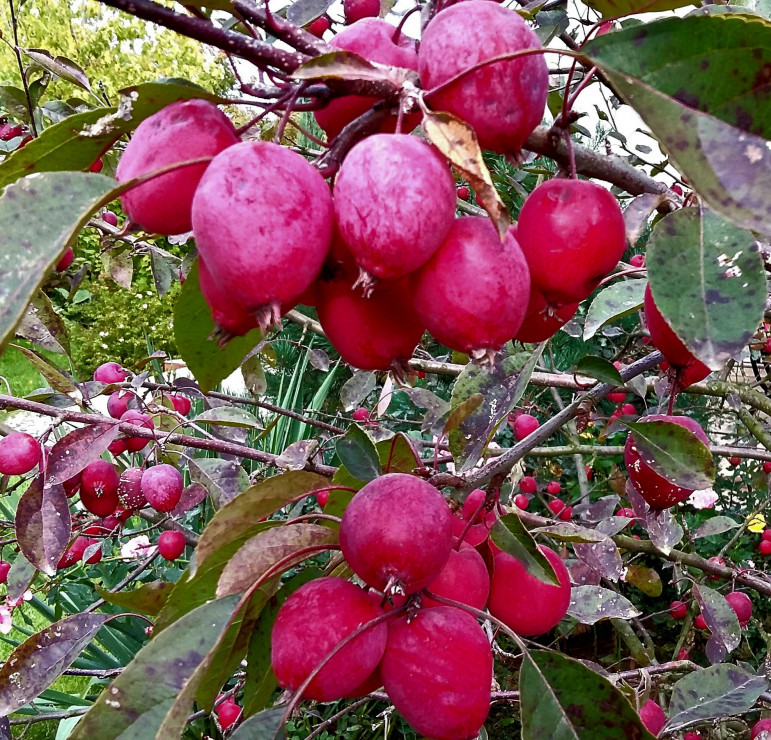 Owoce jabłoni ozdobnej "Makowiecki"