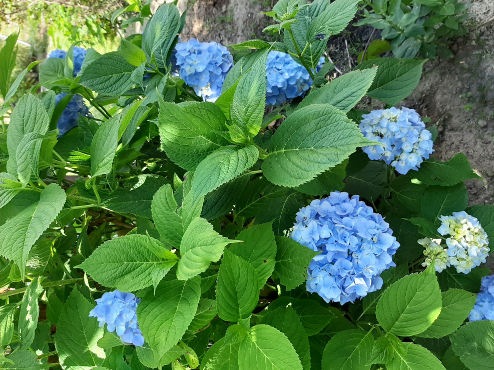 niebieska hortensja