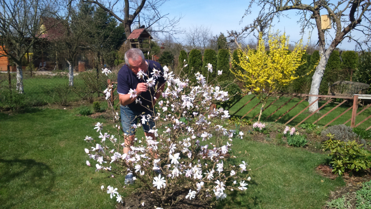 Pachnąca Magnolia