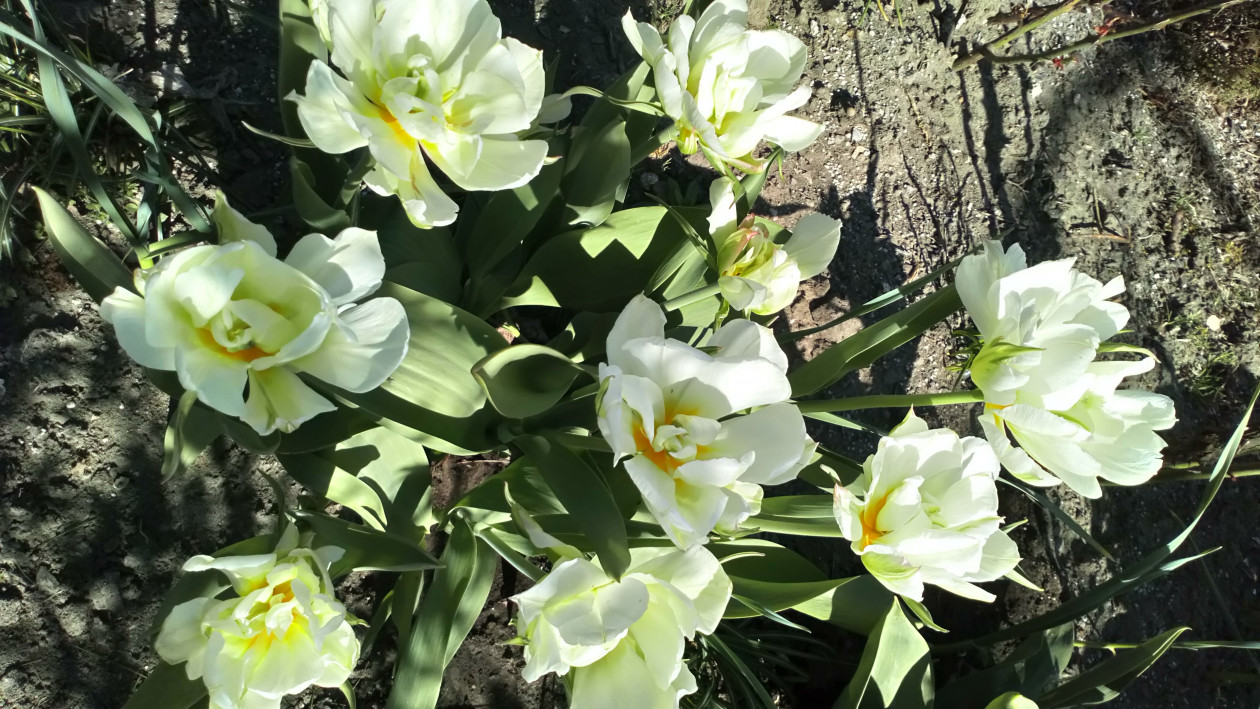 Tulipanki tylko w białym kolorze