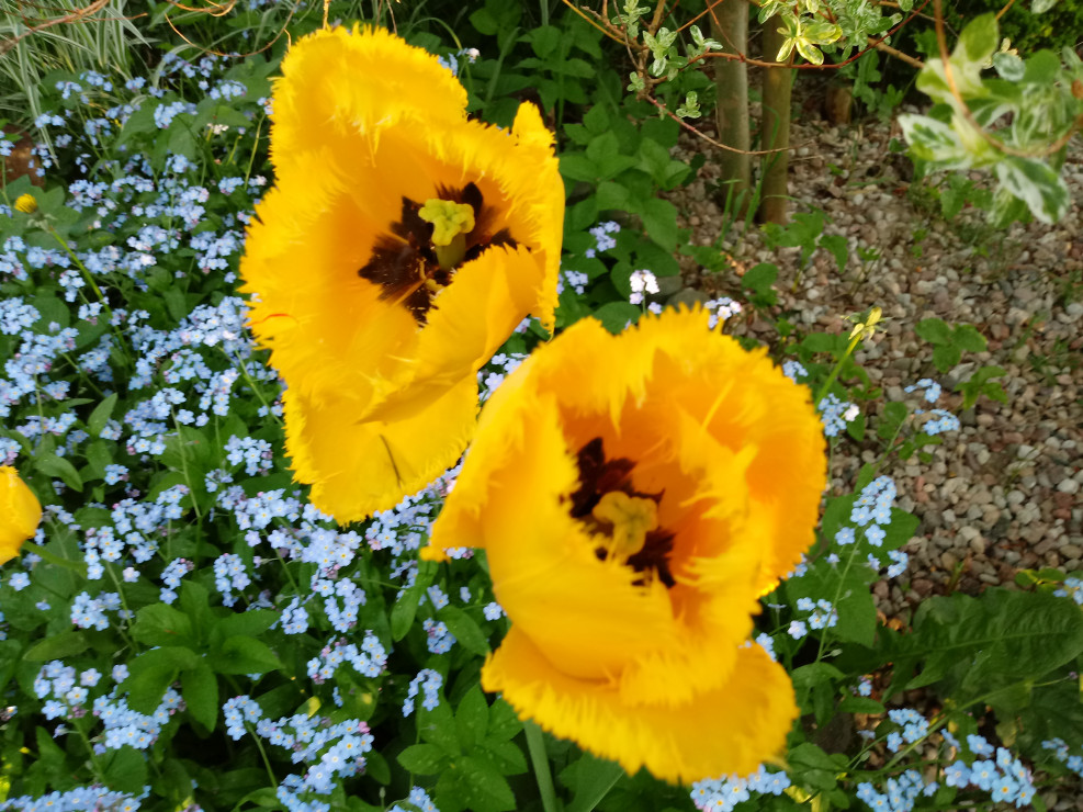 Tulipany