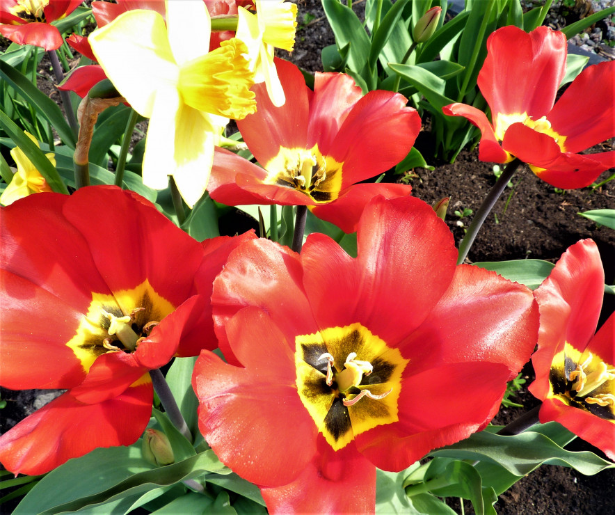Tulipany