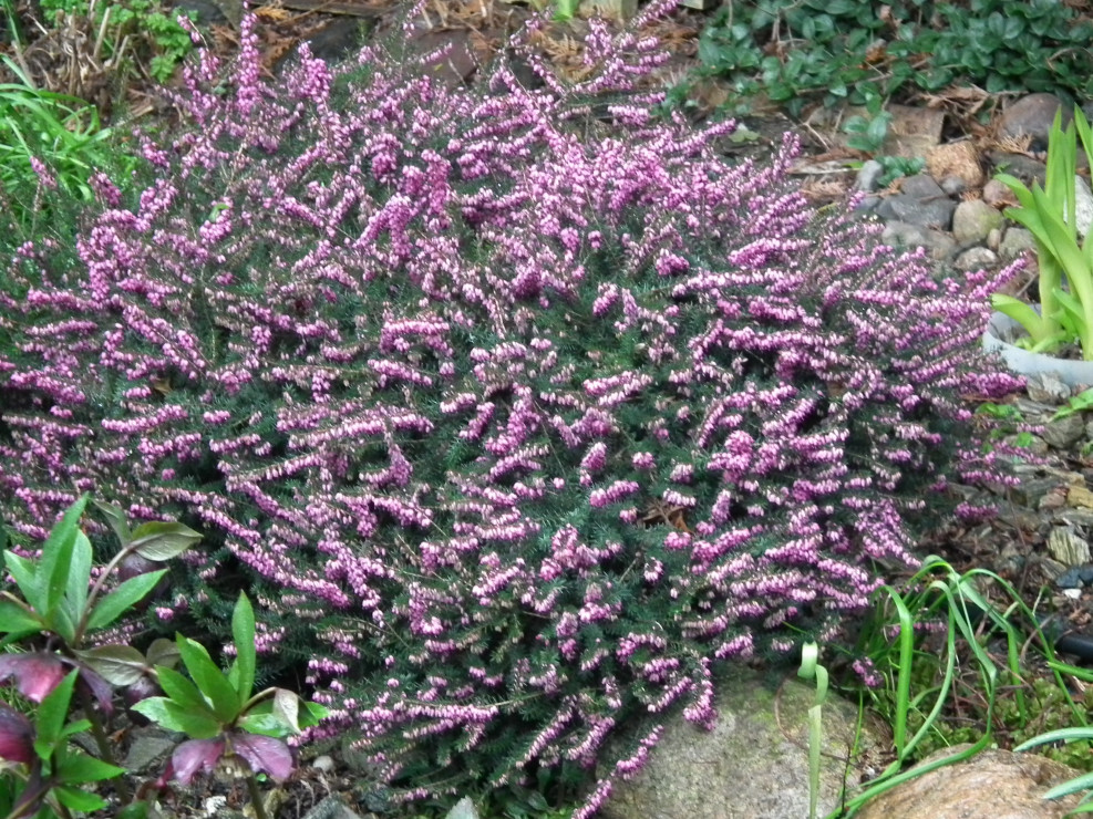 Wrzosiec