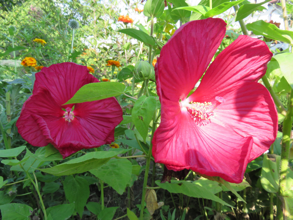 Hibiskus bylinowy