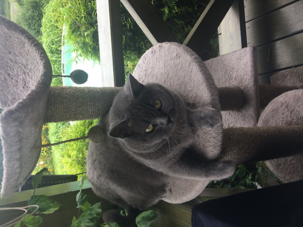 kot Pusza
