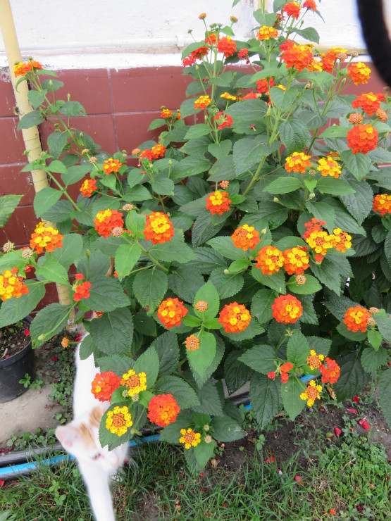 Lantana