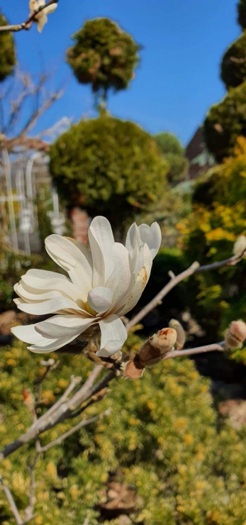 magnolia gwieździsta