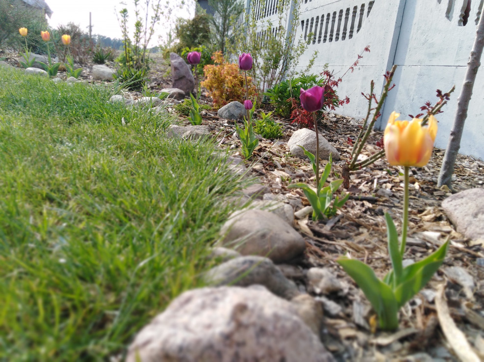 Tulipany