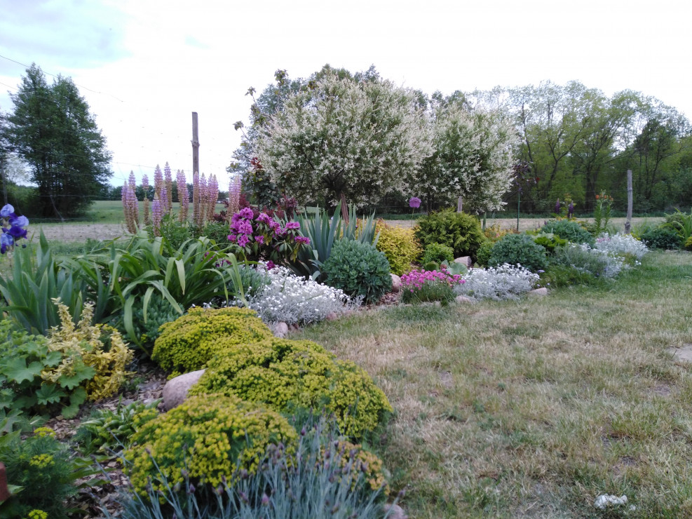 Widok na nasadzenia