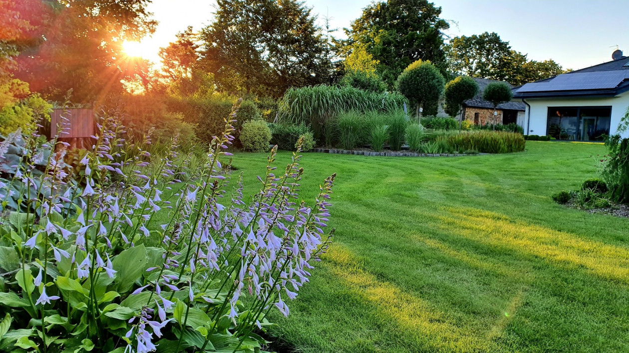 Zadbany trawnik