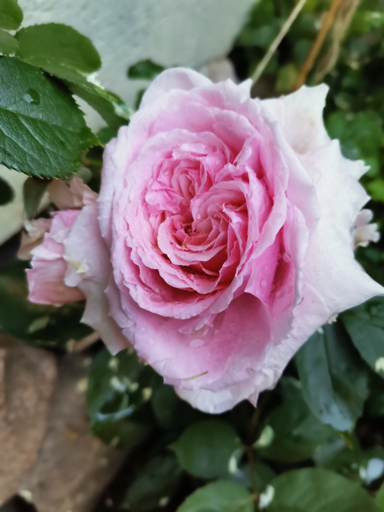 Brother Cadfael