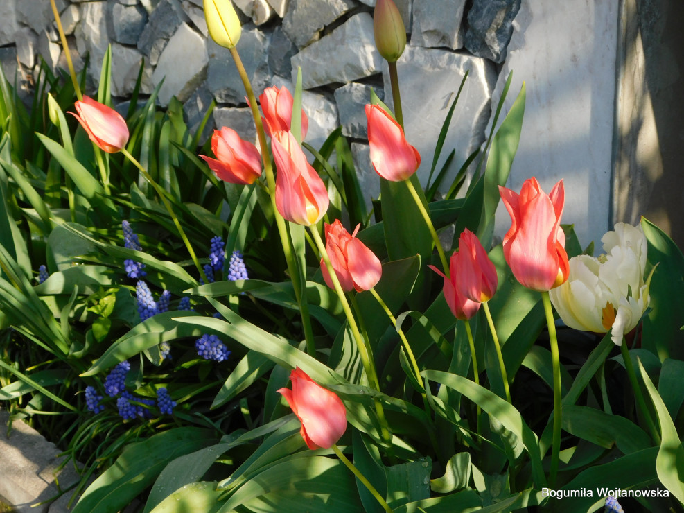 Urok tulipanów