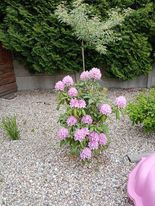 Rododendron
